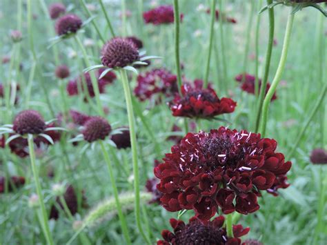 Black Knight Scabiosa — Grand Prismatic Seed