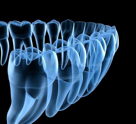 Dental Anatomy Of Mandibular Human Gum And Teeth X Ray View Medically Accurate Tooth