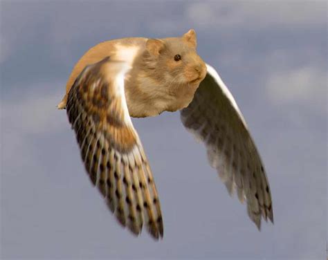 Flying Hamster I Created In Photoshop For A Class Project Pics