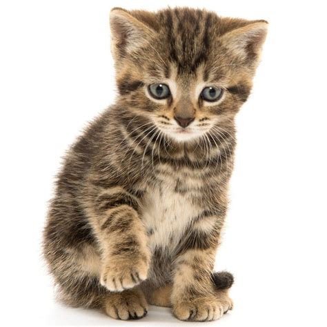 Maybe you would like to learn more about one of these? U.S. govt scientists bought cats and dogs bought from ...