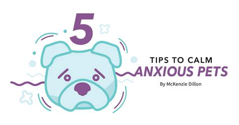 5 Tips To Calm Anxious Pets Pet Boarding And Daycare Magazine