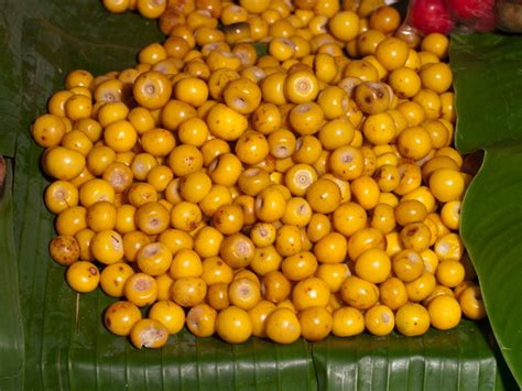 Nance A Fruit Of Prehispanic Guatemala Byrsonima Crassifolia But Also