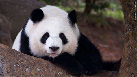 2010s Only Us Giant Panda Cub Born In Atlanta Zoo