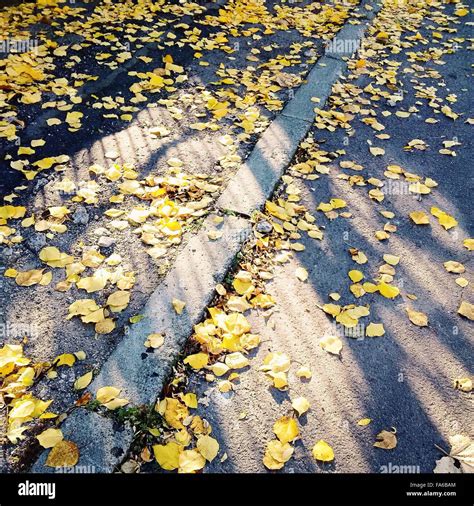 Pavement Leaves Hi Res Stock Photography And Images Alamy
