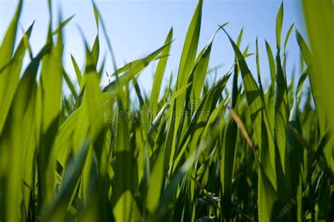 Ground Level View Of Grass Stock Photo Image Of Perspective 2293562