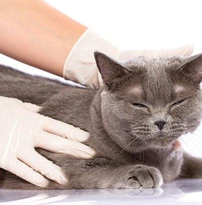 10 Cara Mengatasi Ringworm pada Kucing Paling Lengkap - ArenaHewan.com