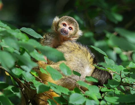 猴 猴宝宝 动物 Pixabay上的免费照片 Pixabay