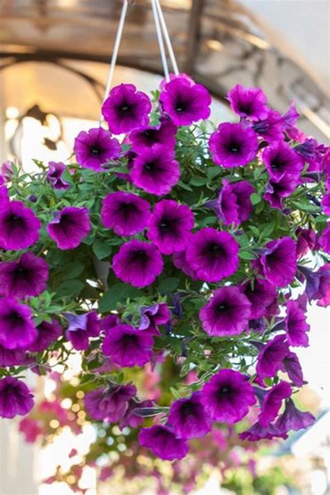 Flowers that bloom all summer in indiana. 16 Plants That Bloom All Summer Long