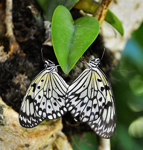 25 Awesome Hearts Found In Nature