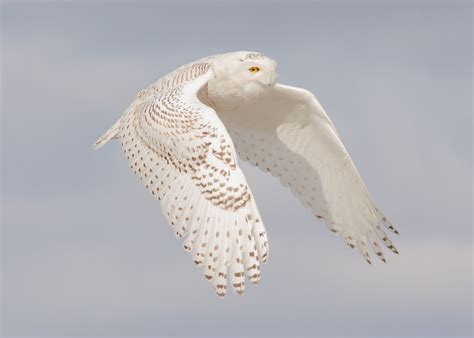 Flight Of The Snowy Snowy Owl Owl Owl Photography