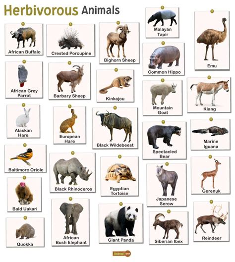 Herbivorous Animals Facts List Pictures