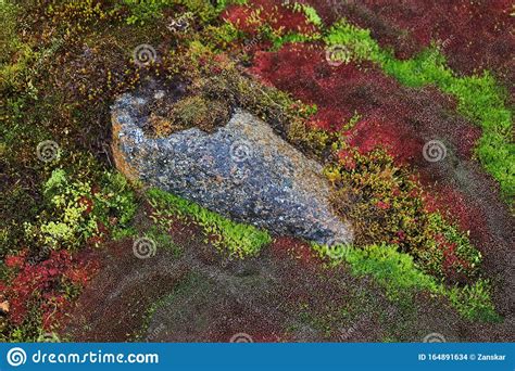 Arctic Moss Stock Photo Image Of Texture Ground Landscape 164891634