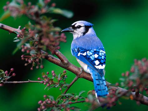 nature info most beautiful birds