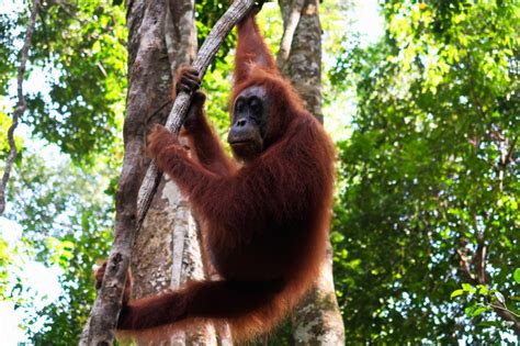 Filmy 4k i hd dostępne natychmiast na dowolne nle. Ein Gänsehaut Erlebnis - Orang-Utans in freier Wildbahn ...