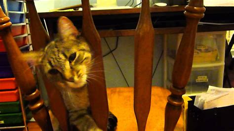 Cat Gets Her Head Stuck In A Chair Youtube