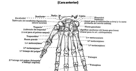 Pinto Dibujos Huesos De La Mano Para Colorear