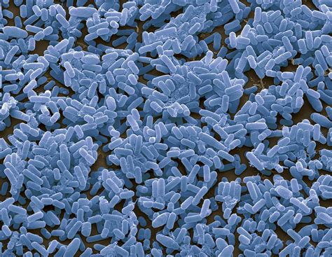 Bacillus Subtilis Bacteria Sem Photograph By Steve Gschmeissner Pixels