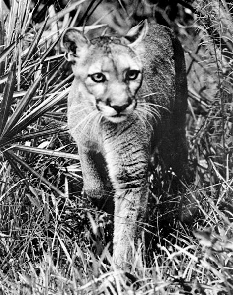 823.15 public or private animal agencies; Florida Memory • State animal of Florida, a panther