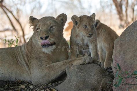 Female Lioness With Baby Lion Cubs In South Africa Stock Image Image