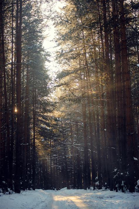 Winter Landscape Of The Sun`s Rays Through The Frosted Branches The Trees In Pine Forest Stock
