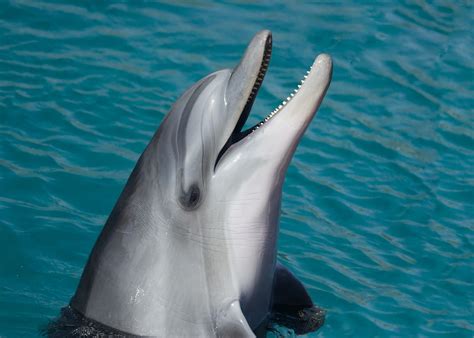 los peques de pedro de valencia a elaboramos una guía de curiosidades de los delfines