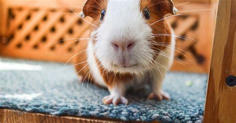 The Guinea Pig Daily Hank