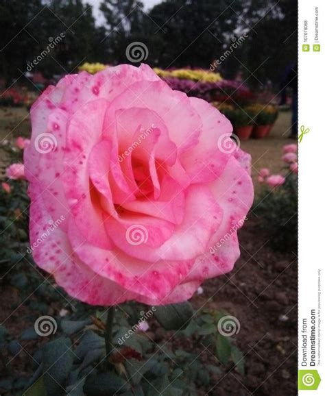 Light Pink Coloured Flower Stock Photo Image Of Light 107078068