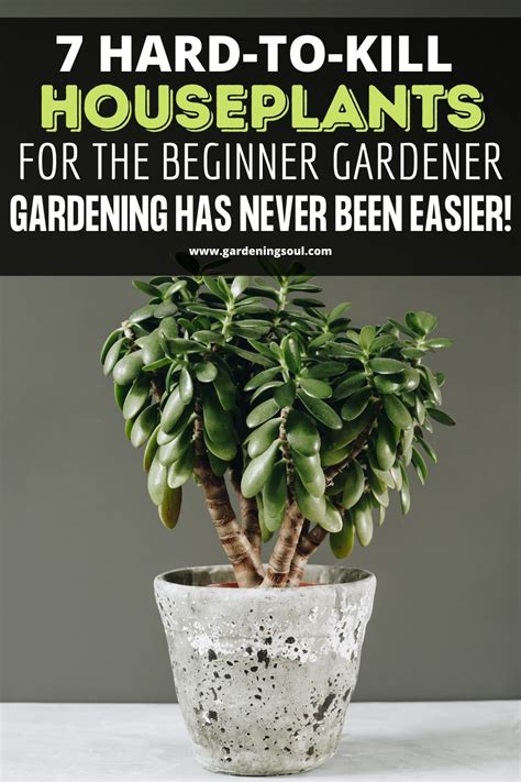 7 Hard To Kill Houseplants For The Beginner Gardener Gardening Has