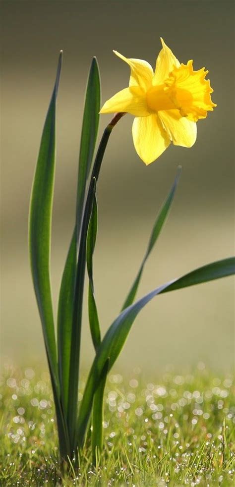 Pictures Of Daffodil Flowers File Daffodil Flower  Wikimedia