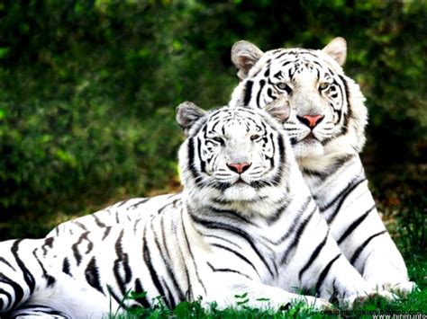 Cute Baby White Tiger Wallpaper Wallpapers Gallery