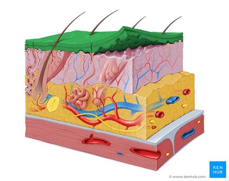 Integumentary System Definition Diagram And Function Kenhub