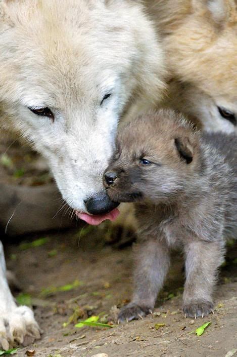 I Lupacchiotti Escono Per La Prima Volta Dalla Tana Lupi Bambino