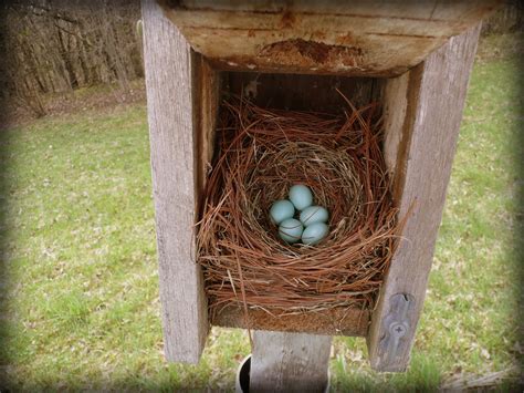 Basics Of Monitoring Bluebird And Other Birds Nest Boxes — The Wood