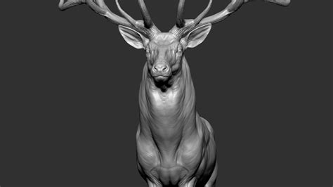 Reed Deer Stag Vfx Zbrush Sculpture Digitale3dモデル Turbosquid 1875254