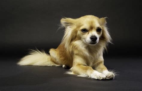 Long Hair Chihuahua Haircut What Hairstyle Is Best For Me