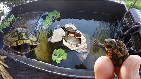 Diy Turtle Pond Setup Ornate Wood Turtle Enclosure Sneak Peak