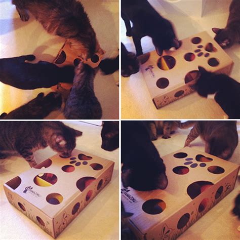 Here are a few diy puzzle feeder ideas. Cat Amazing Puzzle Toy For Cats — hauspanther