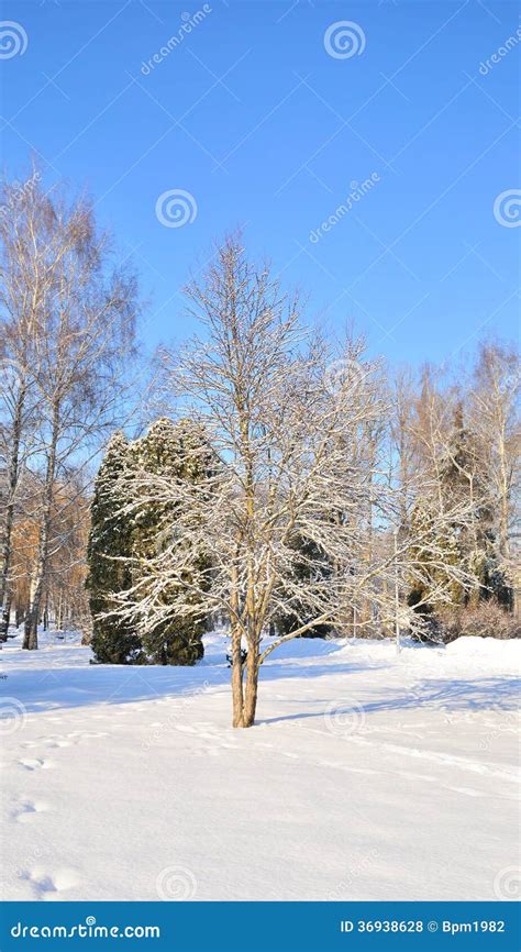 Winter Park In Snow Stock Photo Image Of Climate Mountain 36938628
