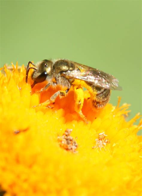 Golden Ground Nesting Bee Discover Pollinators