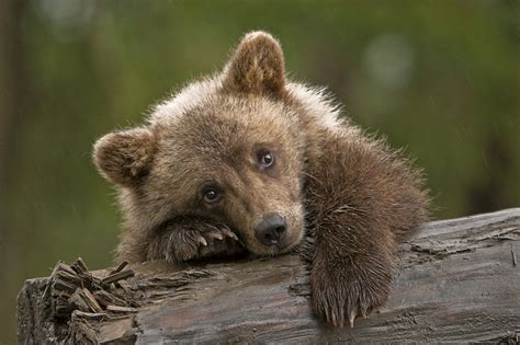 Rainy Day Grizzly Cub Little Female Grizzly Cub I Had The Flickr