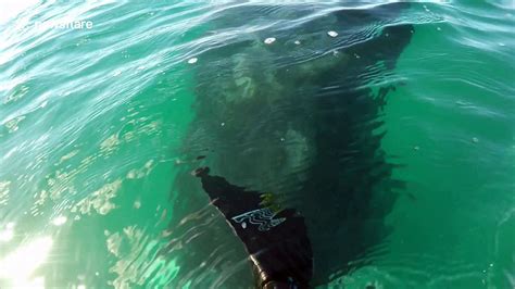 Aussie Paddle Boarder Has Extremely Close Encounter With Whale Video