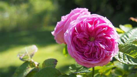 Images Gratuites Fleur Pétale été Rose Flore Pétales Provence