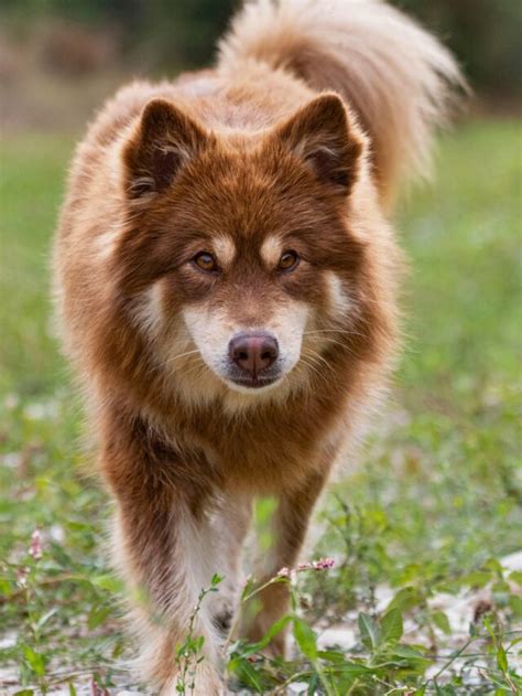10 Popular Spitz Dog Breeds From Akita To Siberian Husky Waf