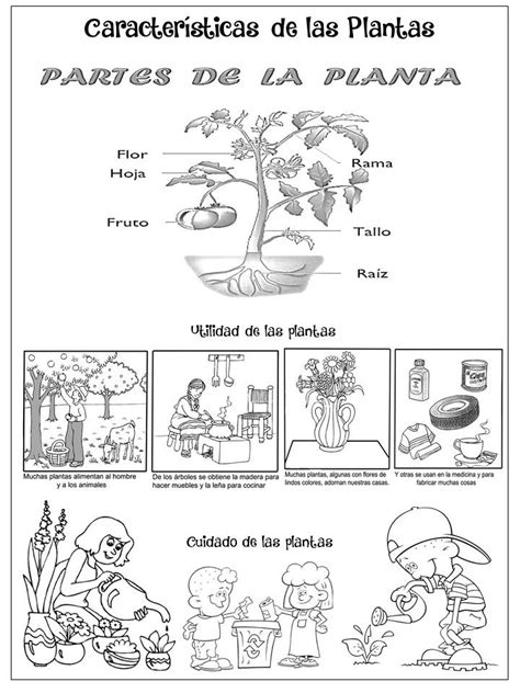 Las Plantas Para NiÃ±os De Preescolar Tesama