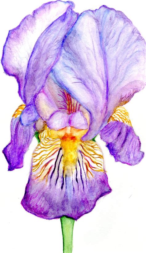 Iris Drawing Purple Iris By Midnightpeace Traditional Art Drawings