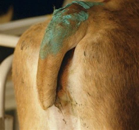So, it is safe to say. Animals With No Tail | hubpages
