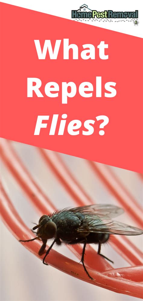 Flies Repellent Outdoor Diy Flies Repellent Fly Deterrent Diy