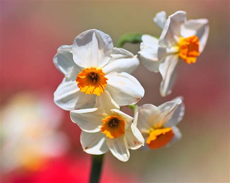 White And Yellow Daffodils Floriade Canberra Australia Im Flickr