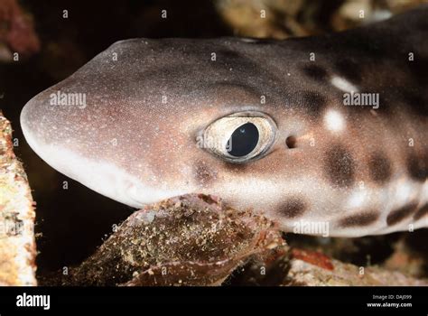 Catshark Scyliorhinidae Hi Res Stock Photography And Images Alamy