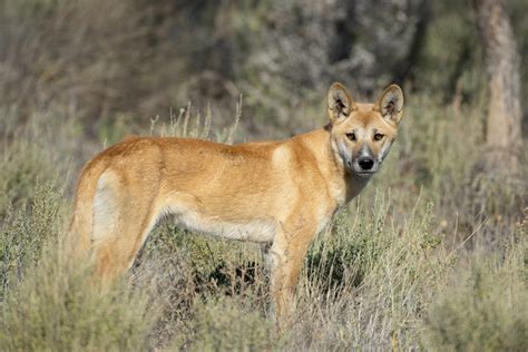 Il Dingo Canis Lupus Dingo